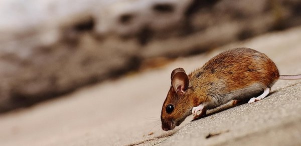 Des souvenirs enchanteurs avec la petite souris des dents